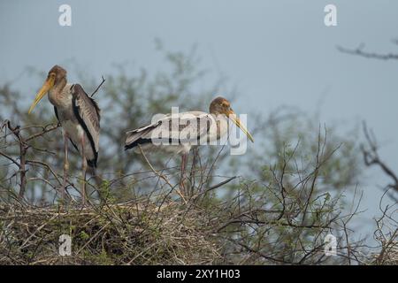 Painted Stork (Mycteria leucpcephala) giovani su nido Foto Stock