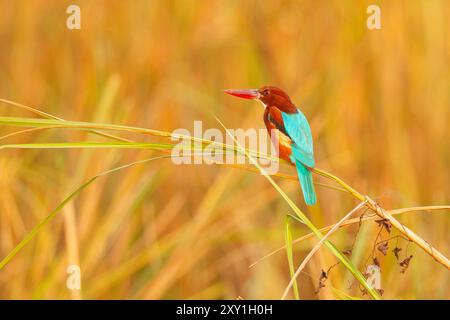 Kingfisher a gola bianca (Halcyon smyrnensis) Foto Stock
