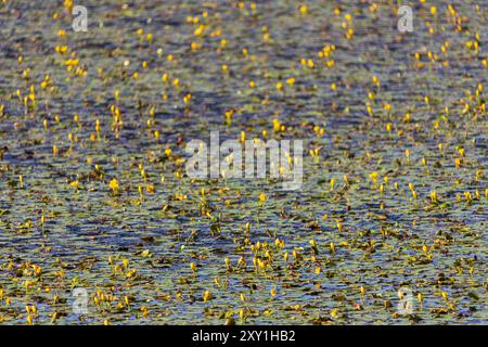 Cuore galleggiante giallo, campo di fiori di peltata ninfomane che cresce sulla superficie dello stagno. Pianta in via di estinzione, paesaggio ceco Foto Stock