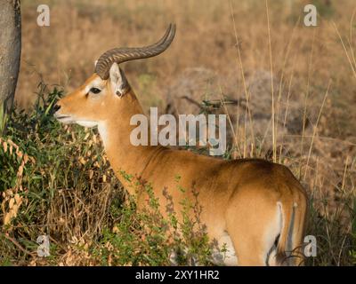 kob ugandese (Kobus kob thomasi), uomini che stendono praterie/cespugli, Murchison Falls National Park, Uganda Foto Stock