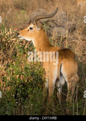 kob ugandese (Kobus kob thomasi), uomini che stendono praterie/cespugli, Murchison Falls National Park, Uganda Foto Stock