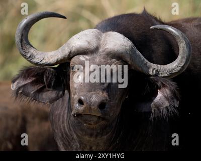 Ritratto di bufalo del Capo (Syncerus caffer caffer), Murchison Falls National Park, Uganda Foto Stock