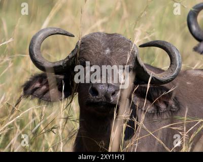 Ritratto di bufalo del Capo (Syncerus caffer caffer), Murchison Falls National Park, Uganda Foto Stock