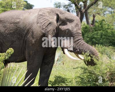 Elefante africano (Loxodonta africana) Murchison Falls National Park, Uganda Foto Stock