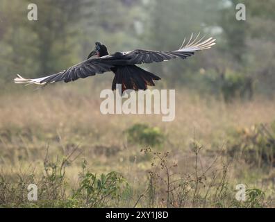 Abyssinian Ground Hornbill (Bucorvus abyssinicus) male Flying, Murchison Falls National Park, Uganda Foto Stock