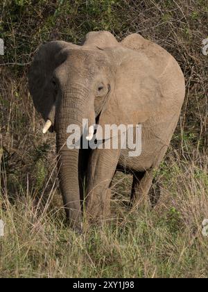 Elefante africano (Loxodonta africana) Murchison Falls National Park, Uganda Foto Stock