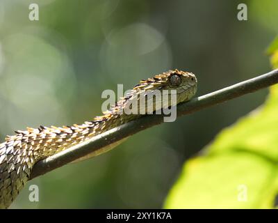 African Hairy Bush Viper Snake (Atheris hispida) sul ramo degli alberi nella foresta di Mityana, Uganda Foto Stock