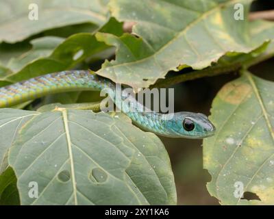 Serpente verde di Hughes (Philothamnus hughesi) in albero nella foresta di Mityana, Uganda Foto Stock