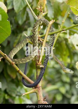 Jameson's Mamba Snake (Dendroaspis jamesoni kaimosae) arrampicata su albero, foresta di Mityana, Uganda Foto Stock