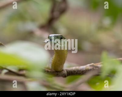 Jameson's Mamba Snake (Dendroaspis jamesoni kaimosae) arrampicata su alberi, ritratto, foresta di Mityana, Uganda Foto Stock