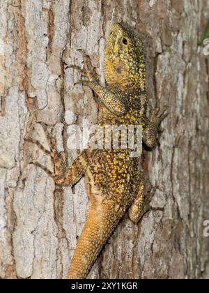 Agama dal collo nero o Southern Tree Agama (Acanthocercus atricollis) femmina mimetizzata su albero, Mabira Forest, Uganda Foto Stock