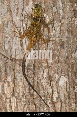 Agama dal collo nero o Southern Tree Agama (Acanthocercus atricollis) femmina mimetizzata su albero, Mabira Forest, Uganda Foto Stock