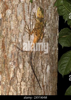 Agama dal collo nero o Southern Tree Agama (Acanthocercus atricollis) femmina mimetizzata su albero, Mabira Forest, Uganda Foto Stock