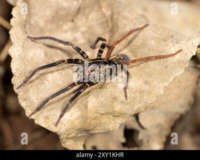 Ragno lupo (Lycosidae sp) sulla foglia sul fondo della foresta di notte, foresta di Mabira, Uganda Foto Stock