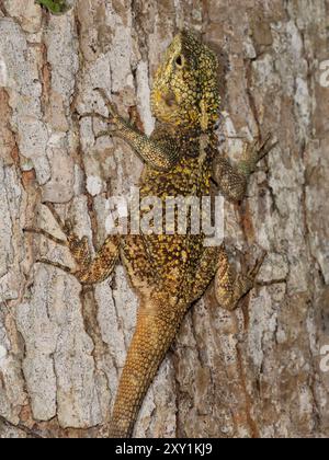 Agama dal collo nero o Southern Tree Agama (Acanthocercus atricollis) femmina mimetizzata su albero, Mabira Forest, Uganda Foto Stock