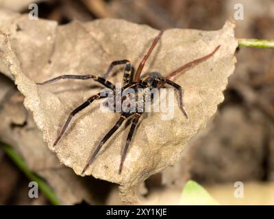 Ragno lupo (Lycosidae sp) sulla foglia sul fondo della foresta di notte, foresta di Mabira, Uganda Foto Stock