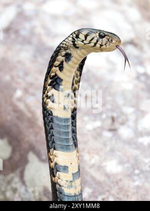 Forest Cobra Snake (Naja melanoleuca) femmina, Musambwa Island, Uganda, allevata mostrando un cappuccio esteso Foto Stock