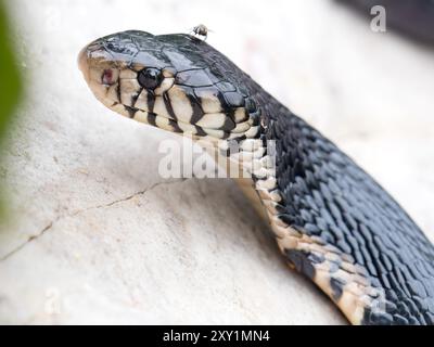 Forest Cobra Snake (Naja melanoleuca) femmina, Musambwa Island, Uganda, riposante sulla roccia, ritratto Foto Stock