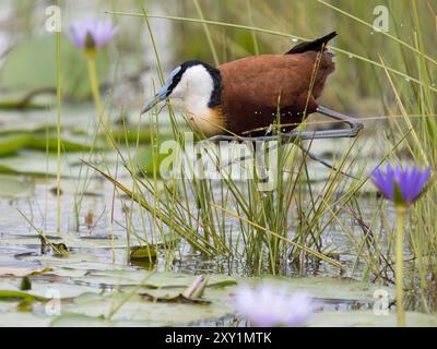 Jacana africana (Actophilornis africanus) camminando in erba lunga, palude Mabamba, lago Victoria, Uganda. Foto Stock