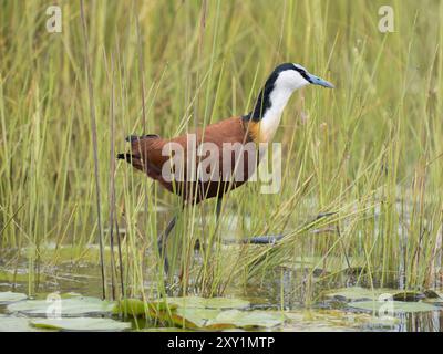 Jacana africana (Actophilornis africanus) camminando in erba lunga, palude Mabamba, lago Victoria, Uganda. Foto Stock