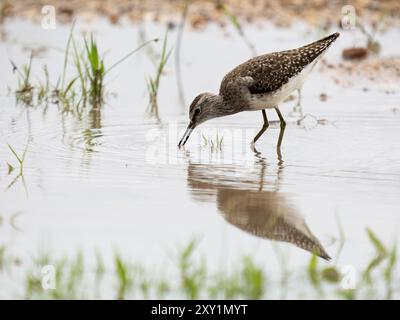 Comune Greenshank (Tringa nebularia) guado in acqua, lago Victoria, Sienna Beach Hotel, Entebbe, Uganda Foto Stock