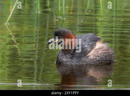 Little Grebe, paludi di Teifi, Cardigan, Galles. Foto Stock