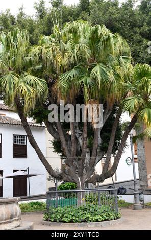 La palma cinese (Livistona chinensis) è una palma originaria della Cina. Questa foto è stata scattata a Icod de los Vinos, Tenerife, Isole Canarie, Spagna. Foto Stock