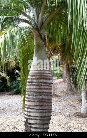 La palma da vino o cacheo (Pseudophoenix vinifera) è una palma endemica di la Hispaniola. È utilizzato nella produzione di vino di palma. Foto Stock