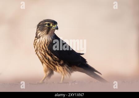 L'acqua potabile del merlino (Falco columbarius) Foto Stock