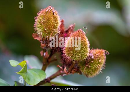 Semi di achiote o urucu, Bixa orellana, un arbusto sempreverde. Tartagal, Argentina. Usato per preparare il achiote o l'annato. Foto Stock