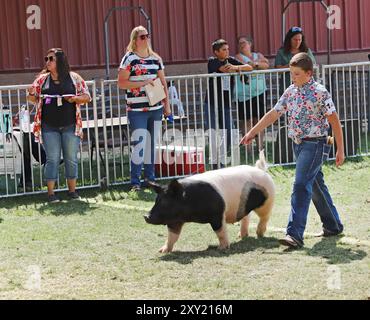 Un giovane ragazzo e membro di un gruppo FFA (Future Farmers of America) mostra il suo maiale in una competizione alla Deschutes County Fair di Redmond, Oregon. Foto Stock