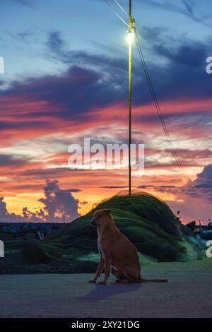 Un cane marrone seduto sul molo con un cielo colorato al mattino Foto Stock