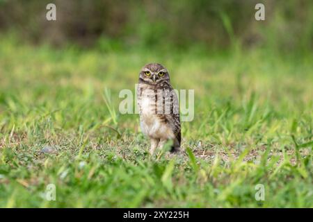 Un gufo scavatore, Athene cunicularia, sul terreno vicino a Termas de Rio Hondo in Argentina. Foto Stock