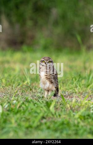 Un gufo scavatore, Athene cunicularia, sul terreno vicino a Termas de Rio Hondo in Argentina. Foto Stock