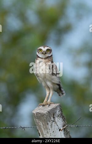 Un gufo immaturo, Athene cunicularia, su una recinzione vicino a Termas de Rio Hondo in Argentina. Foto Stock