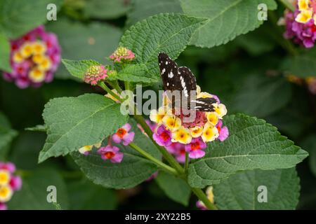 La farfalla Ithra Crescent, Ortilia ithra, che si nutre di fiori della bandiera spagnola, Lantana camara, a El Naranjo, Argentina. Foto Stock