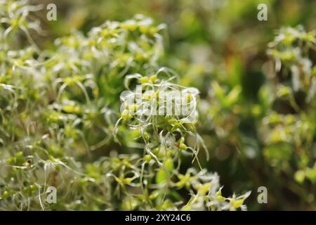 Vergine fragrante's Bower (Clematis flammula) Foto Stock