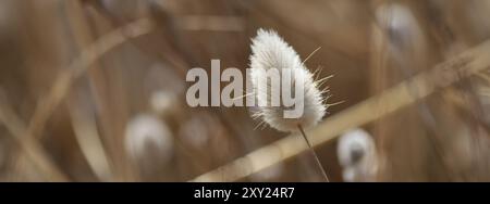 Primo piano dell'erba alta di Lepre (Lagurus ovatus) Foto Stock