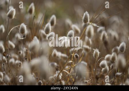 Primo piano dell'erba alta di Lepre (Lagurus ovatus) Foto Stock