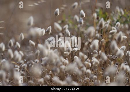 Primo piano dell'erba alta di Lepre (Lagurus ovatus) Foto Stock