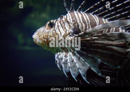 Primo piano di un bellissimo pesce leone con dettagli vivaci Foto Stock