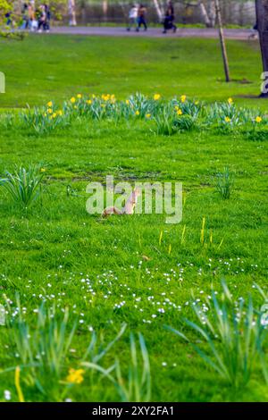 Bellissimo piccolo scoiattolo arancione isolato in un parco londinese circondato da erba verde e fiori gialli che oscillano e guardano i turisti Foto Stock