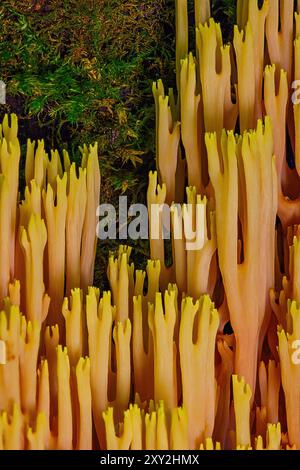 Funghi corallini ramificati su un vecchio tronco di albero Foto Stock