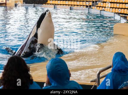 PUERTO DE LA CRUZ, ISOLA DI TENERIFE, SPAGNA - 12 dicembre 2015 - le orche addestrate si esibiscono di fronte ai turisti in uno spettacolo acquatico nel loro Park Foto Stock