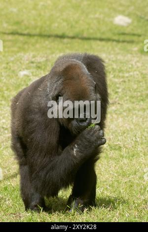 Big Gorilla che mangia erba allo zoo di Lisbona Foto Stock