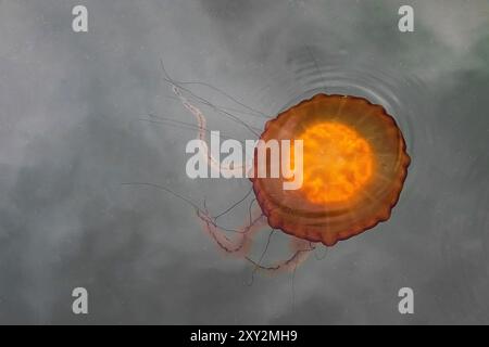 Pacific Sea Nettle, Chrysaora fuscenscens, Westport Marina, Westport, Washington State, STATI UNITI Foto Stock