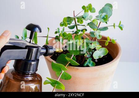 Immagine di annaffiare foglie, piante di casa e appannamento con fondali bianchi Foto Stock