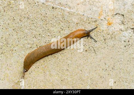 Spanish Slug, Arion vulgaris, single adult slide over Rocky surface Norfolk, Regno Unito, 27 agosto 2024 Foto Stock