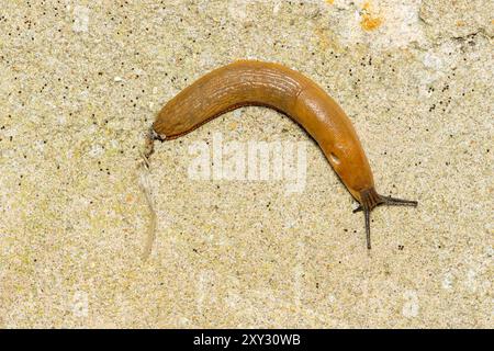 Spanish Slug, Arion vulgaris, single adult slide over Rocky surface Norfolk, Regno Unito, 27 agosto 2024 Foto Stock