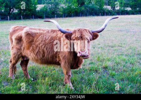 Mucca delle Highland in un prato nella campagna francese. Foto Stock